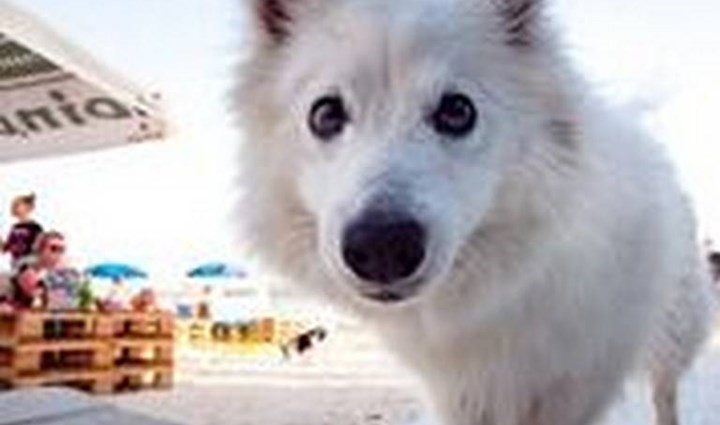 Monty’s Dog Beach & Bar -Hundestrand 18
